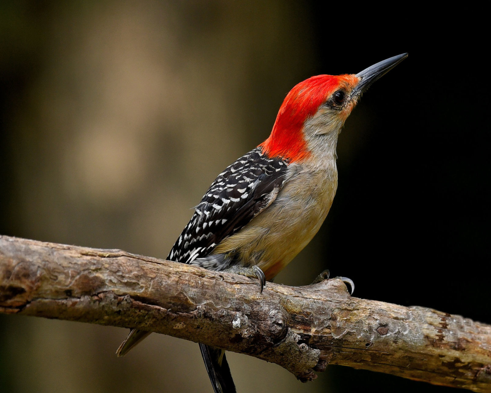 Red-bellied woodpecker